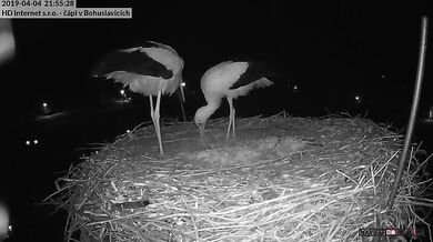 Snůška prvního vajíčka a radost čápů