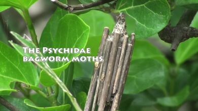 Hmyzí architekti - Vakonošovití