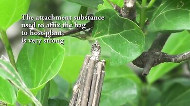 Hmyzí architekti - Vakonošovití