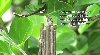 Hmyzí architekti - Vakonošovití