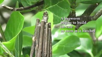 Hmyzí architekti - Vakonošovití