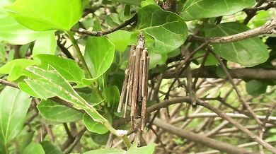 Hmyzí architekti - Vakonošovití