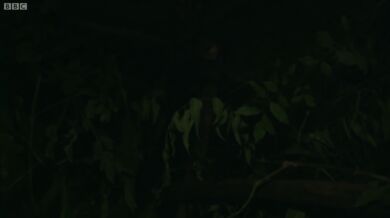 Podivná zvířata #2 - Ksukol ocasatý