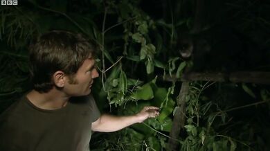 Podivná zvířata #2 - Ksukol ocasatý