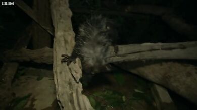 Podivná zvířata #2 - Ksukol ocasatý