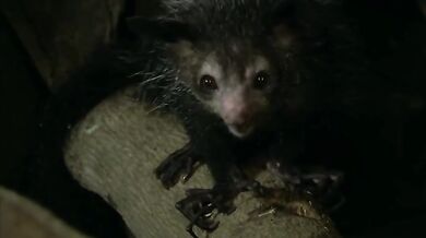 Podivná zvířata #2 - Ksukol ocasatý