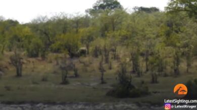 Buvol vs. lvi a krokodýl