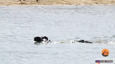 Buvol vs. lvi a krokodýl