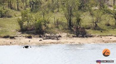 Buvol vs. lvi a krokodýl