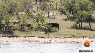 Buvol vs. lvi a krokodýl