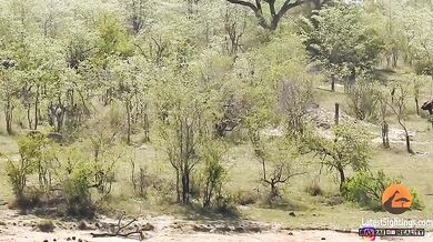 Buvol vs. lvi a krokodýl