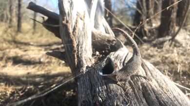 Obranný mechanizmus gekona