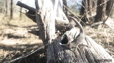 Obranný mechanizmus gekona