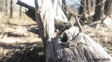 Obranný mechanizmus gekona