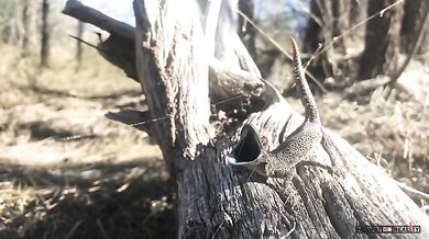 Obranný mechanizmus gekona