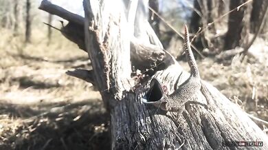 Obranný mechanizmus gekona