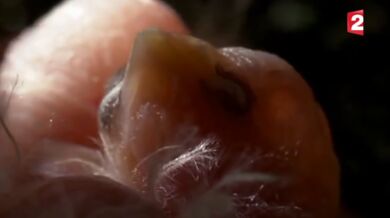 Acanthoplus discoidalis