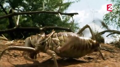 Acanthoplus discoidalis