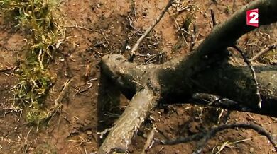 Acanthoplus discoidalis