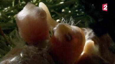 Acanthoplus discoidalis