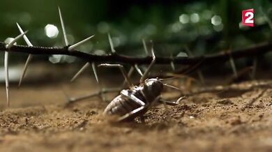 Acanthoplus discoidalis