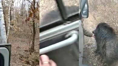 Přítulná lesní zvířata