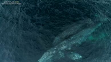 Kosatky vs. mládě velryby