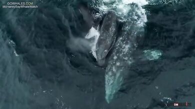 Kosatky vs. mládě velryby