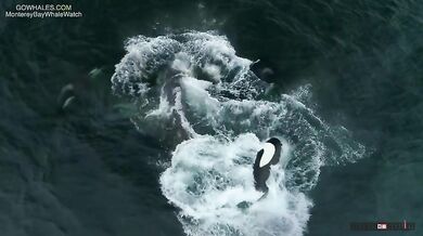 Kosatky vs. mládě velryby