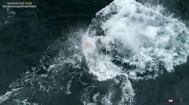 Kosatky vs. mládě velryby