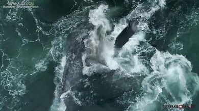 Kosatky vs. mládě velryby