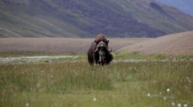 Rozeběhnutý pižmoň