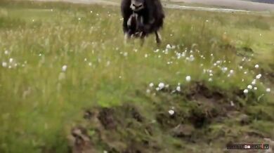 Rozeběhnutý pižmoň