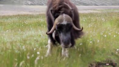 Rozeběhnutý pižmoň