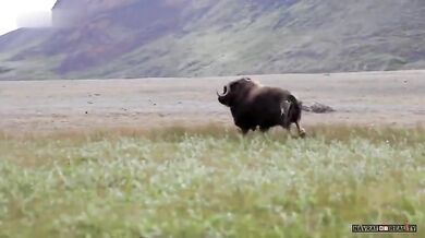 Rozeběhnutý pižmoň