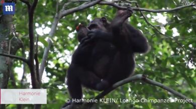 Šimpanz žere želvu