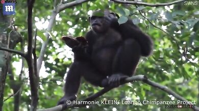 Šimpanz žere želvu