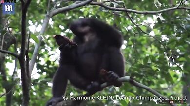 Šimpanz žere želvu