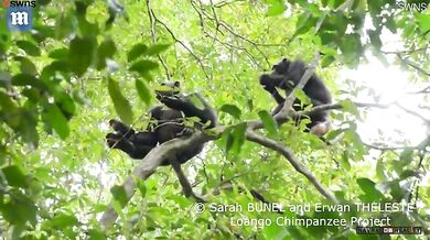 Šimpanz žere želvu
