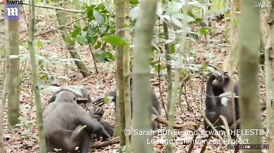 Šimpanz žere želvu