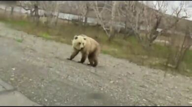 Setkání s medvědem #47