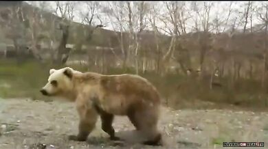 Setkání s medvědem #47