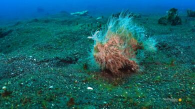 Nejrychlejší dravec na světě