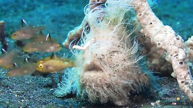 Nejrychlejší dravec na světě