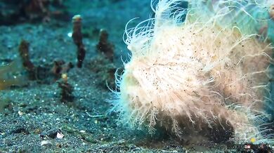 Nejrychlejší dravec na světě