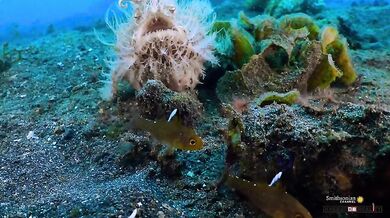 Nejrychlejší dravec na světě