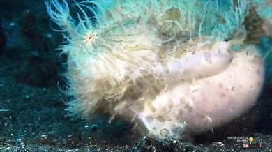 Nejrychlejší dravec na světě