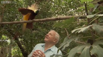 Pták ruší natáčení