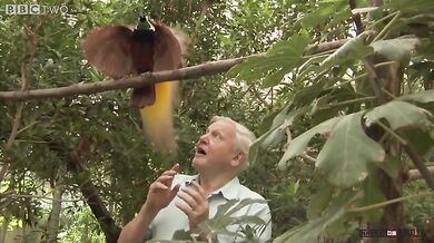 Pták ruší natáčení