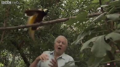 Pták ruší natáčení